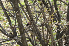 Passer montanus
