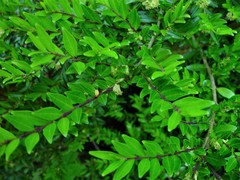 Lonicera ligustrina pileata