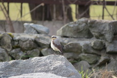 Oenanthe oenanthe