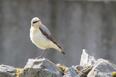 Oenanthe oenanthe