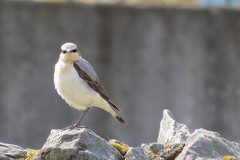 Oenanthe oenanthe