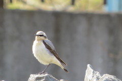 Oenanthe oenanthe