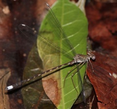 Megapodagrion megalopus