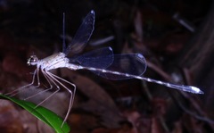 Megapodagrion megalopus