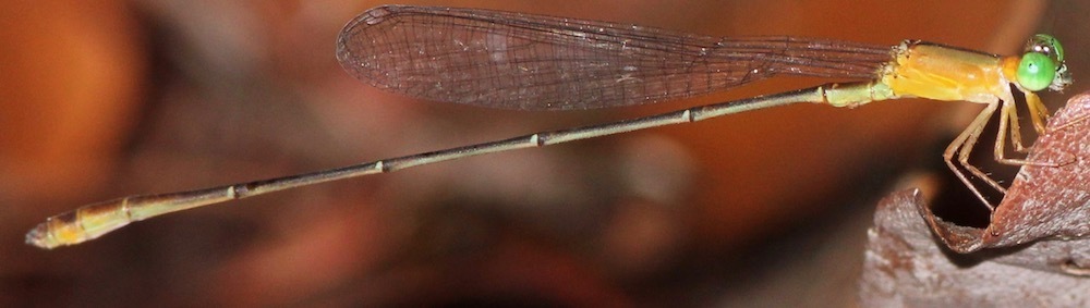 Metaleptobasis paludicola