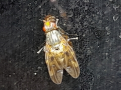 Otitini