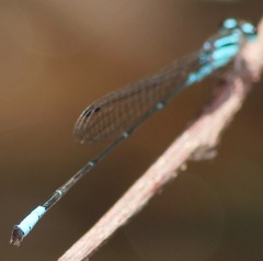 Acanthagrion