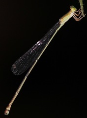 Metaleptobasis paludicola