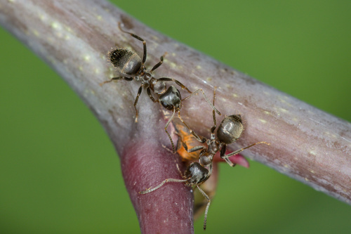 灰毛蚁Lasius cinereus