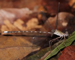 Megapodagrion megalopus