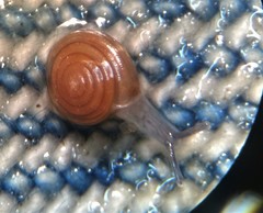 Paravitrea multidentata