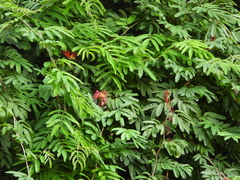 Calliandra tweediei