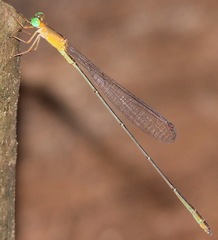 Metaleptobasis paludicola