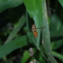 Episyrphus viridaureus