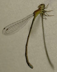 Ischnura capreolus