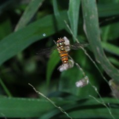 Episyrphus viridaureus