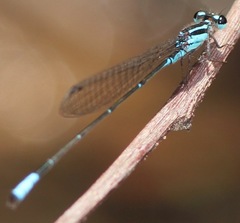 Acanthagrion