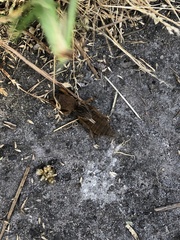 Neoscapteriscus vicinus