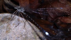 Megapodagrion megalopus