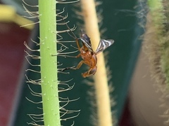 Tritoxa