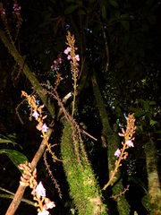 Macropsychanthus macrocarpus