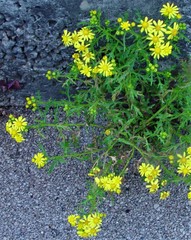 Senecio squalidus