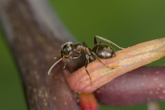 Lasius cinereus