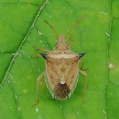 Diceraeus melacanthus