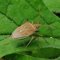 Diceraeus melacanthus