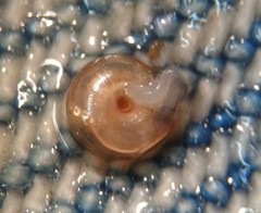 Paravitrea multidentata