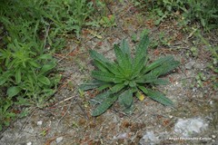 Echium vulgare pustulatum