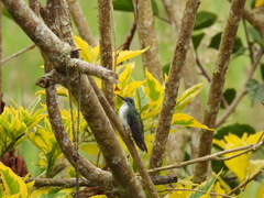 Saucerottia cyanifrons