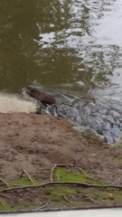 Ondatra zibethicus