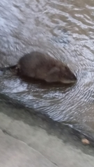 Ondatra zibethicus