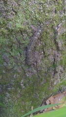 Hemileuca maia