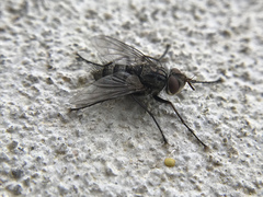 Cryptomeigenia