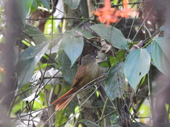 Anabacerthia striaticollis