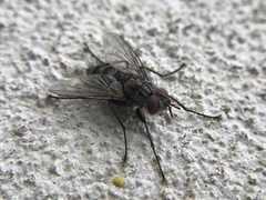 Cryptomeigenia