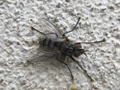 Cryptomeigenia