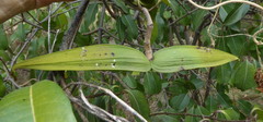 Cryptostegia grandiflora image