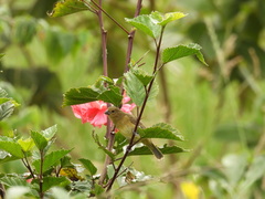 Sporophila nigricollis