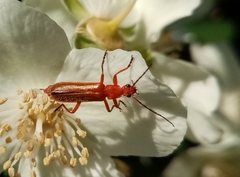 Rhagonycha nigritarsis