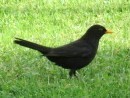 Turdus merula