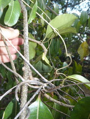 Cryptostegia grandiflora image