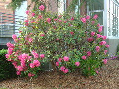 Rhododendron ponticum