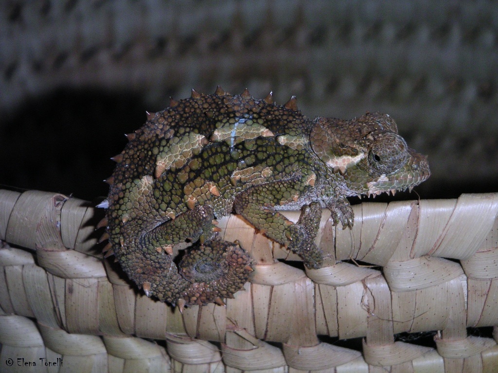 Spiny-Flanked Chameleon