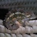 Spiny-flanked Chameleon - Photo (c) elenatonelli, some rights reserved (CC BY-NC), uploaded by elenatonelli