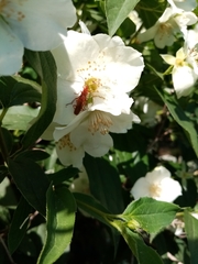 Rhagonycha nigritarsis