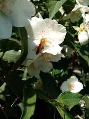 Rhagonycha nigritarsis