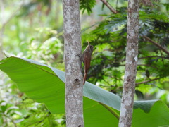 Lepidocolaptes souleyetii